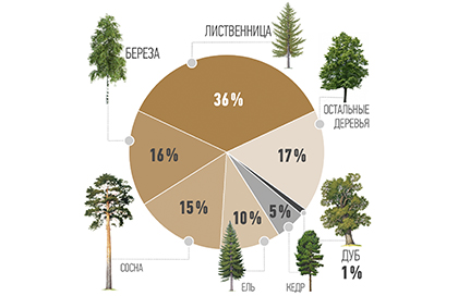 Рослесхоз: каждое третье дерево в российском лесу – лиственница.jpg