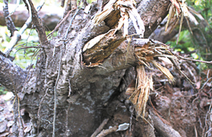 Упавшие сосны с характерной гнилью корней, вызванной корневой губкой.jpg